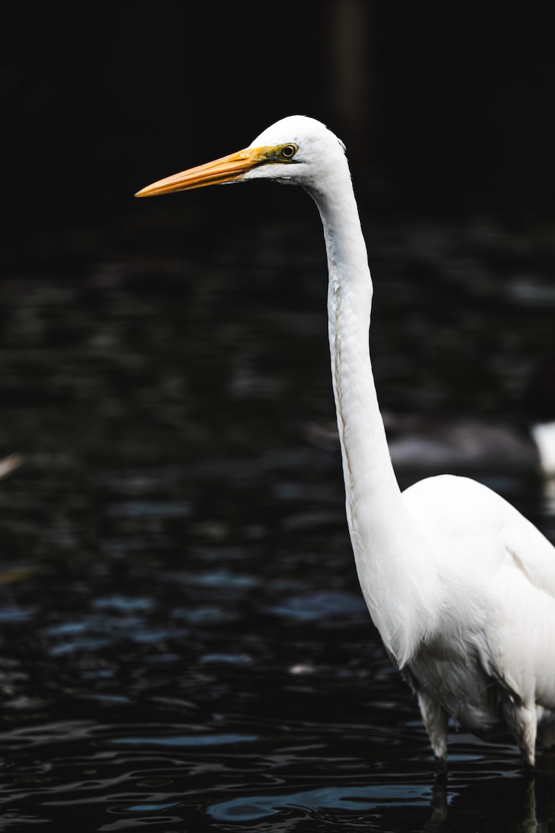 Great Egret - ML646170133