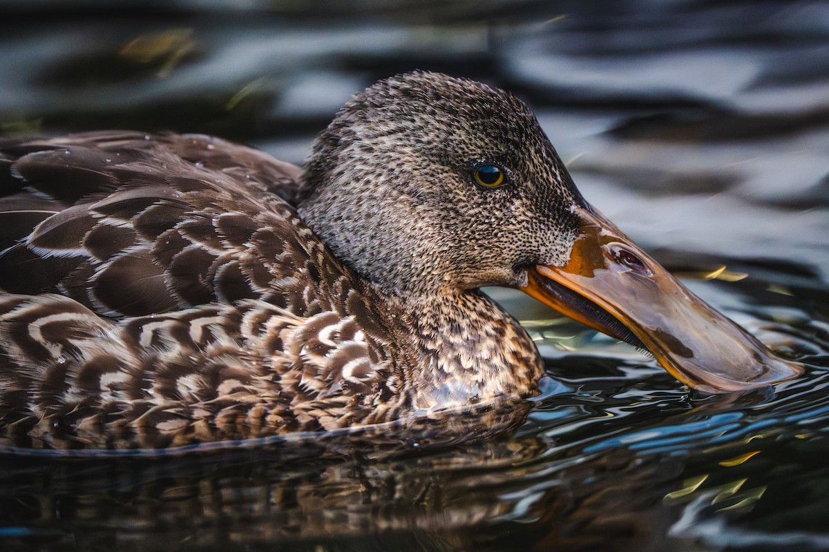 Northern Shoveler - ML646170134