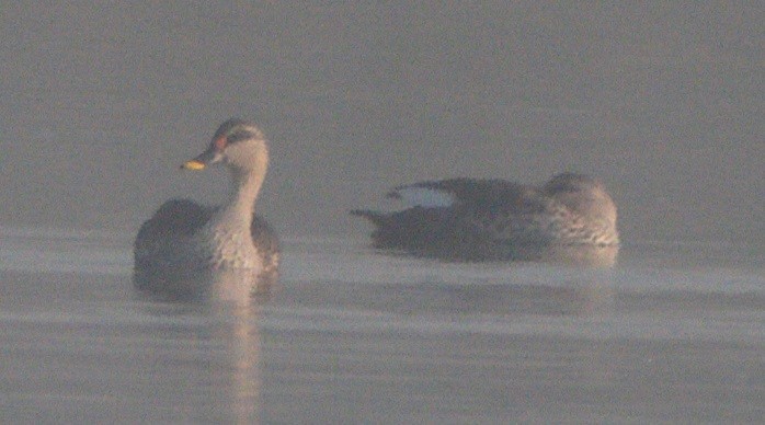 Indian Spot-billed Duck - ML646170135
