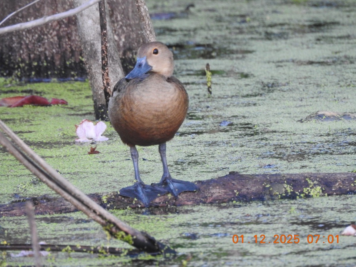 Lesser Whistling-Duck - ML646170136