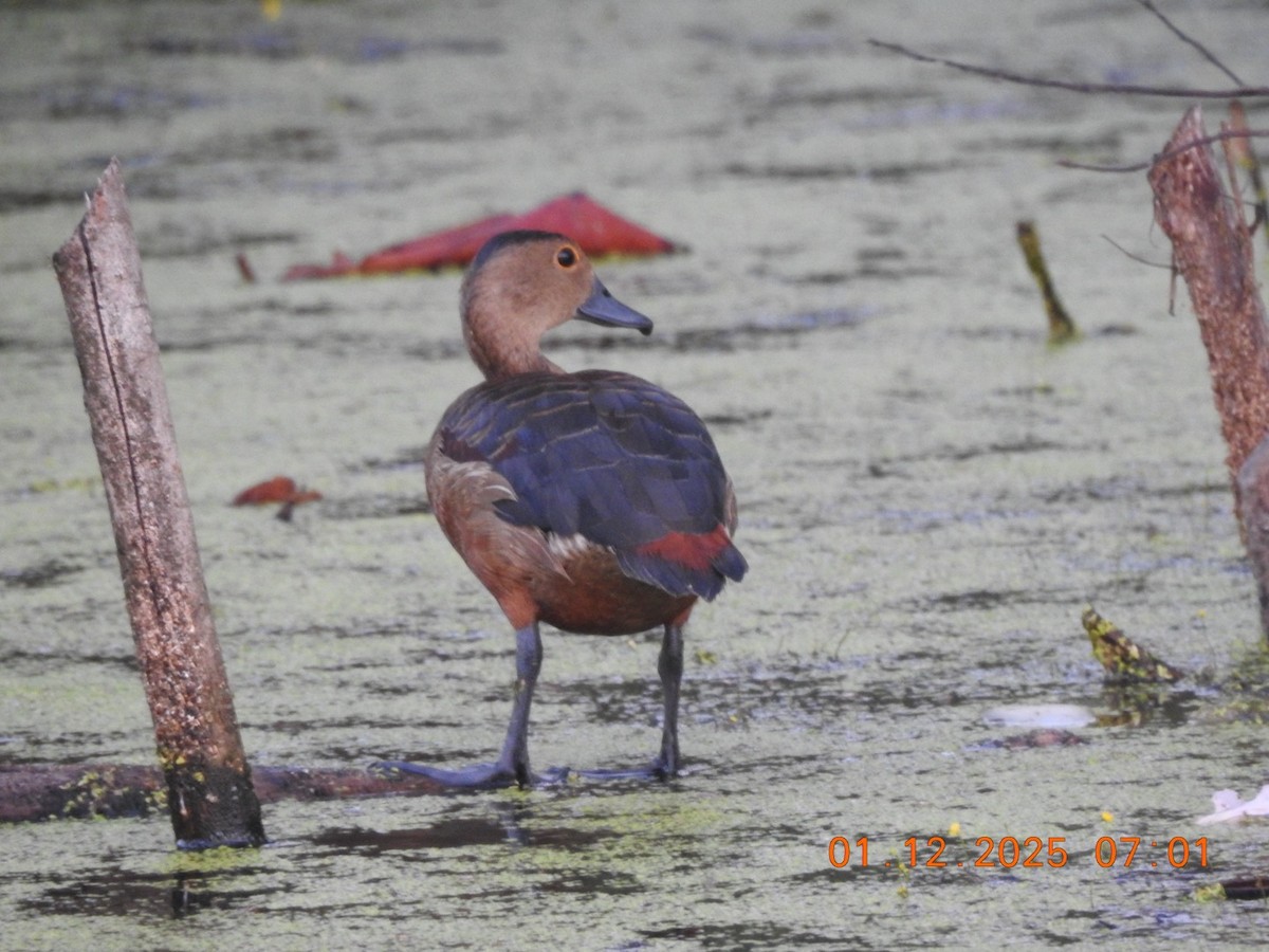 Lesser Whistling-Duck - ML646170137