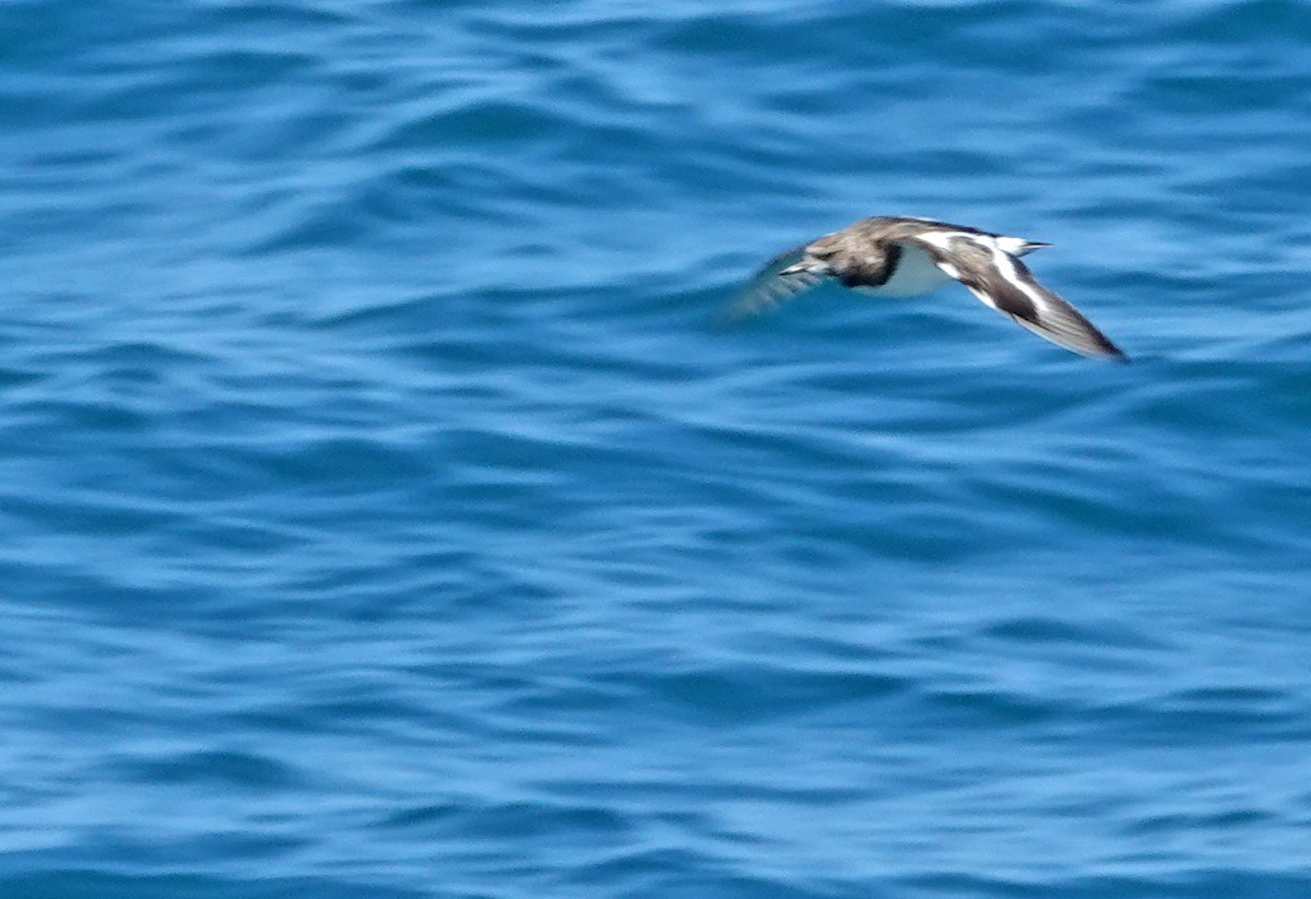 Ruddy Turnstone - ML646170138