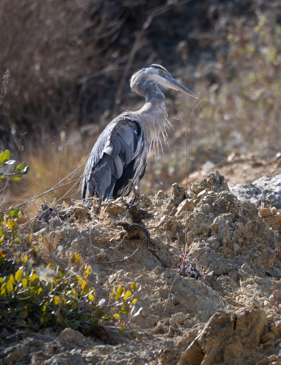Great Blue Heron - ML646170139