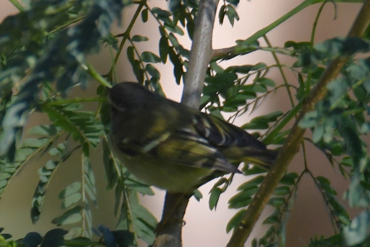 Hume's Warbler - ML646170140