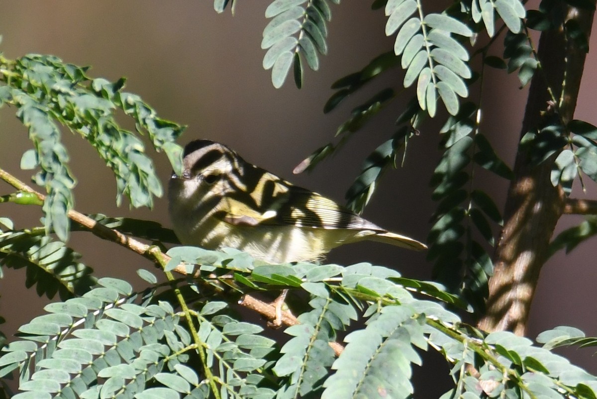 Hume's Warbler - ML646170141