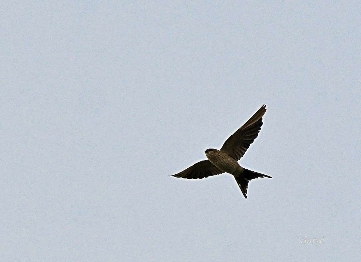 Eastern Red-rumped Swallow - ML646170142