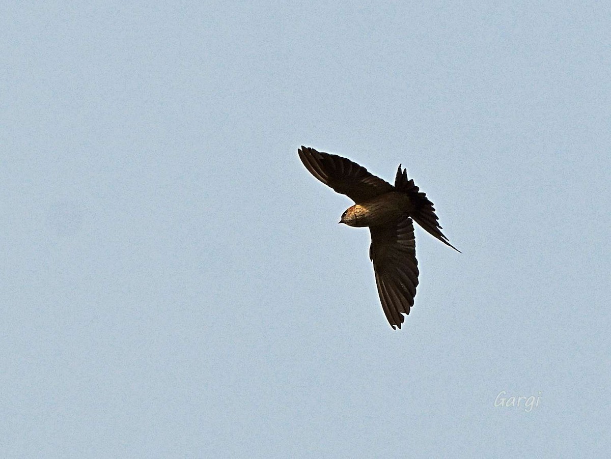 Eastern Red-rumped Swallow - ML646170143