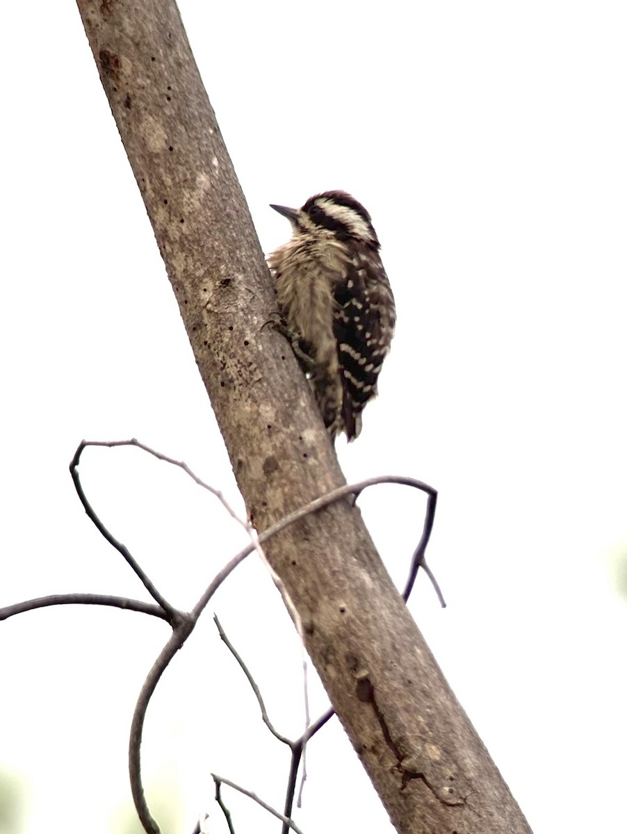 Sunda Pygmy Woodpecker - ML646170144