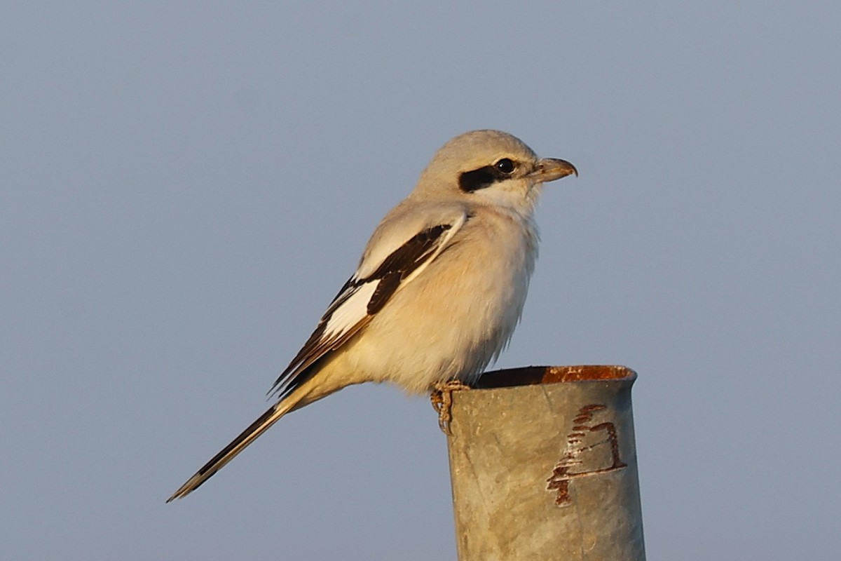 Isabelline Shrike - ML646170146