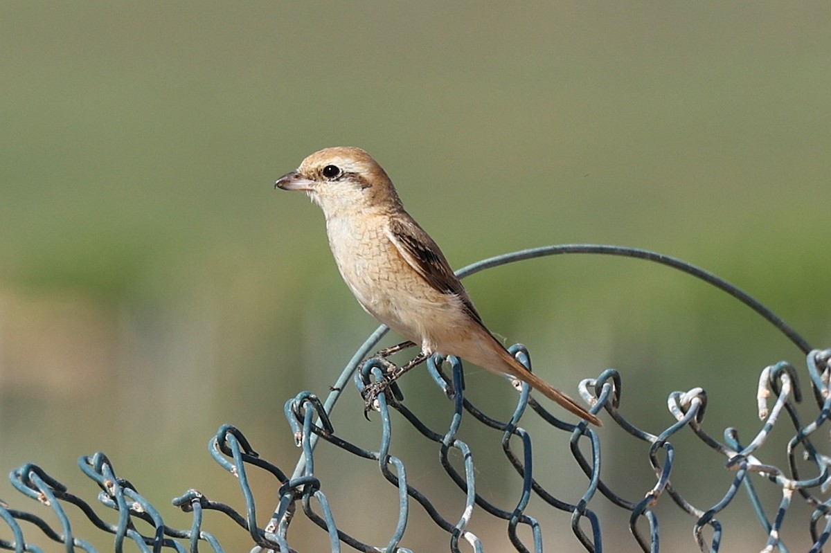 Isabelline Shrike - ML646170147