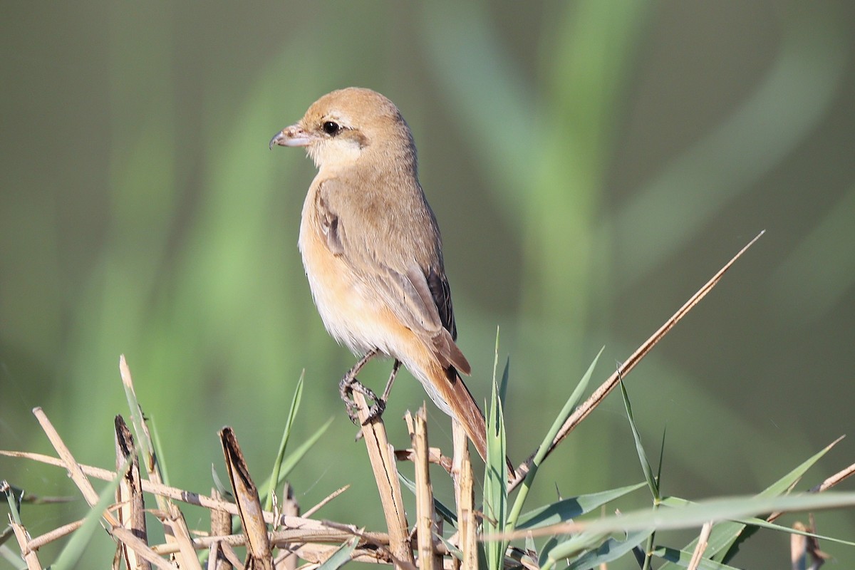 Isabelline Shrike - ML646170148