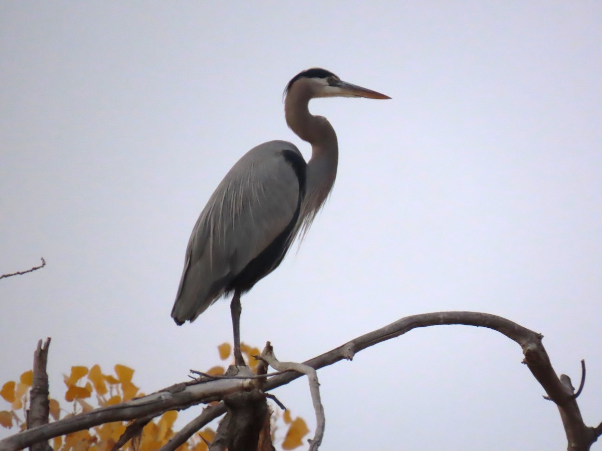 Great Blue Heron (Great Blue) - ML646170149