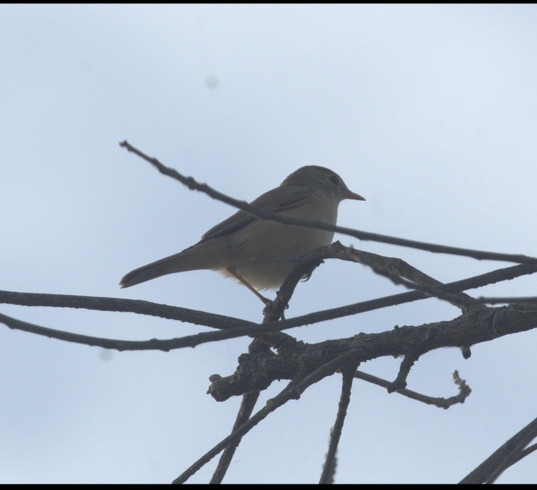 Sykes's Warbler - ML646170151