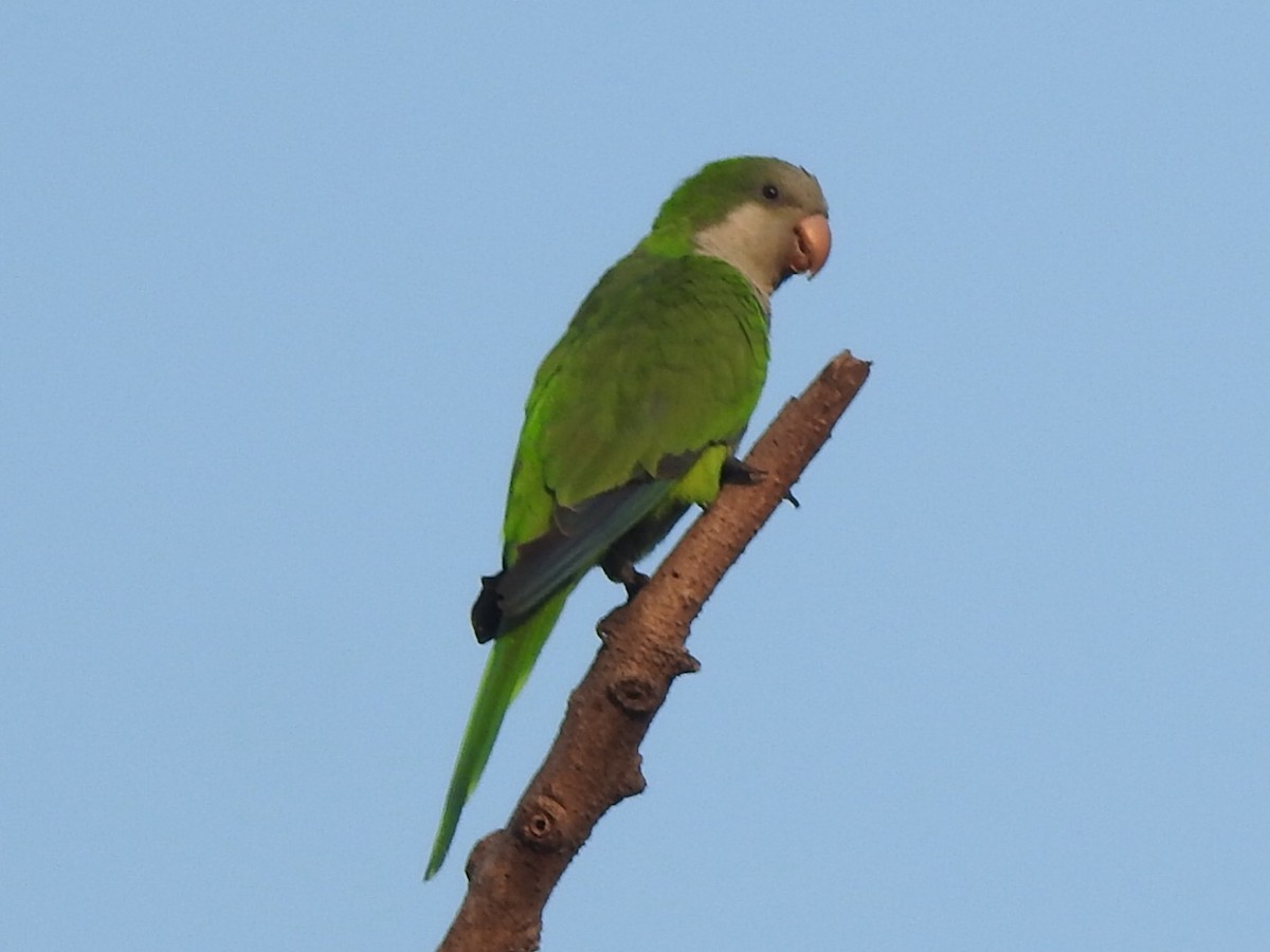 Mönchssittich - ML646170154