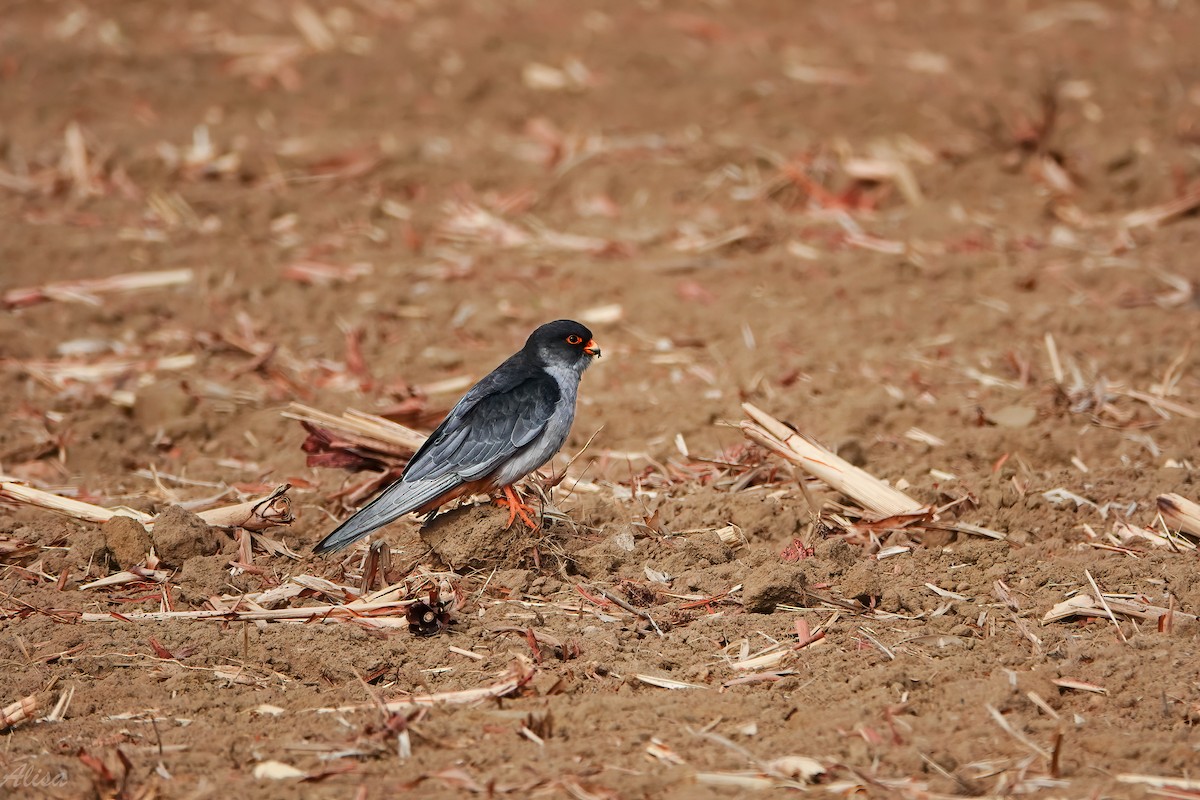 Amur Falcon - ML646170165