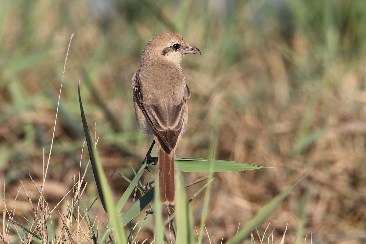 Isabelline Shrike - ML646170172