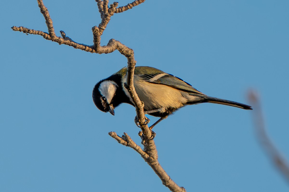 Asian Tit - ML646170175