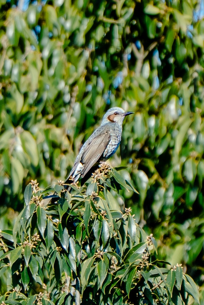 Brown-eared Bulbul - ML646170176