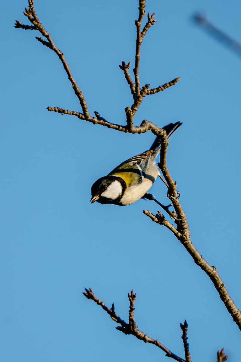 Asian Tit - ML646170177
