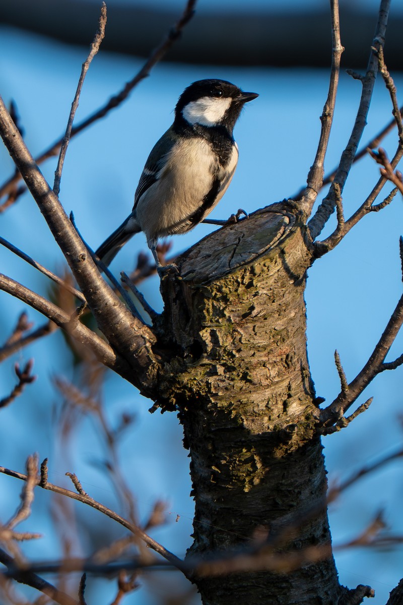Asian Tit - ML646170179