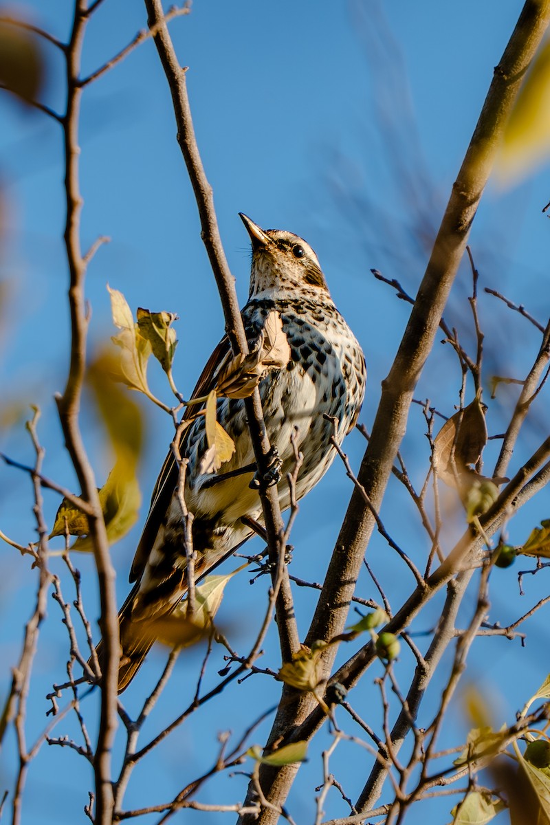 Dusky Thrush - ML646170180