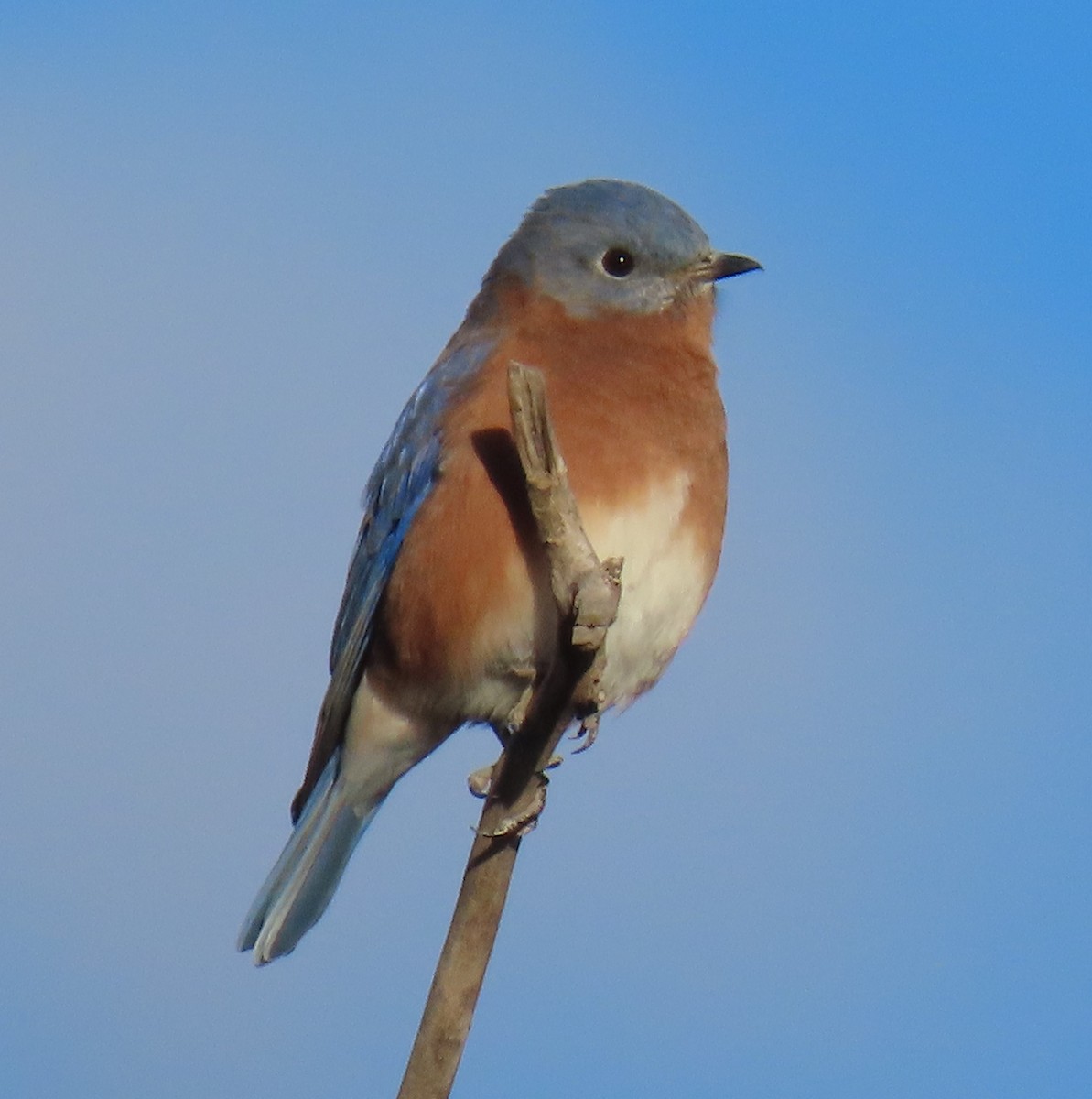 Eastern Bluebird - ML646170184