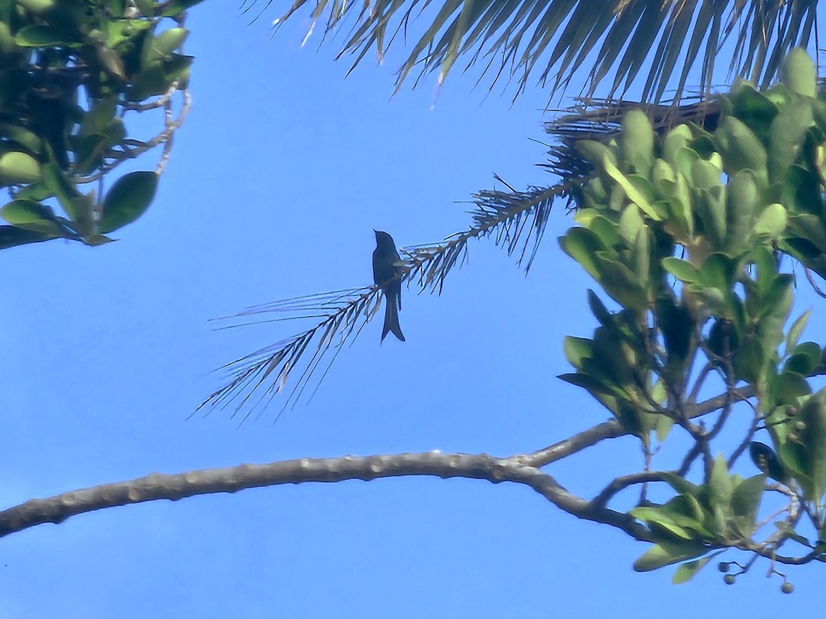 Black Drongo - ML646170185