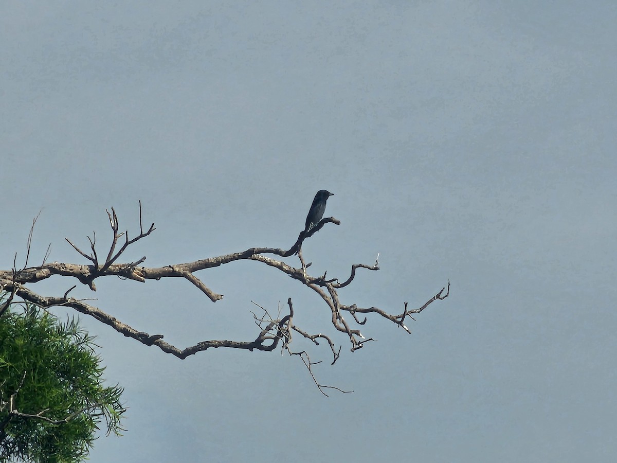 Black Drongo - ML646170186