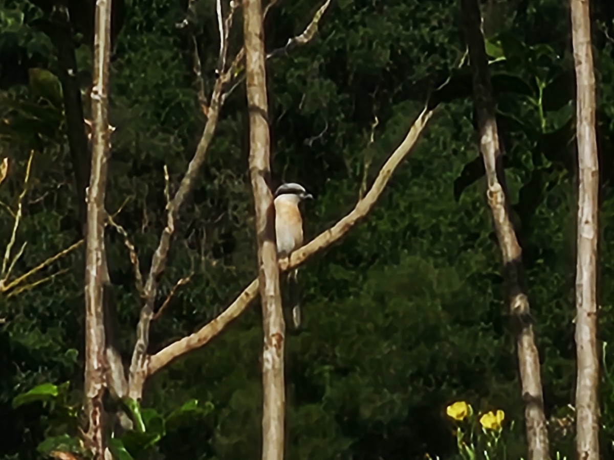 Brown Shrike - ML646170187