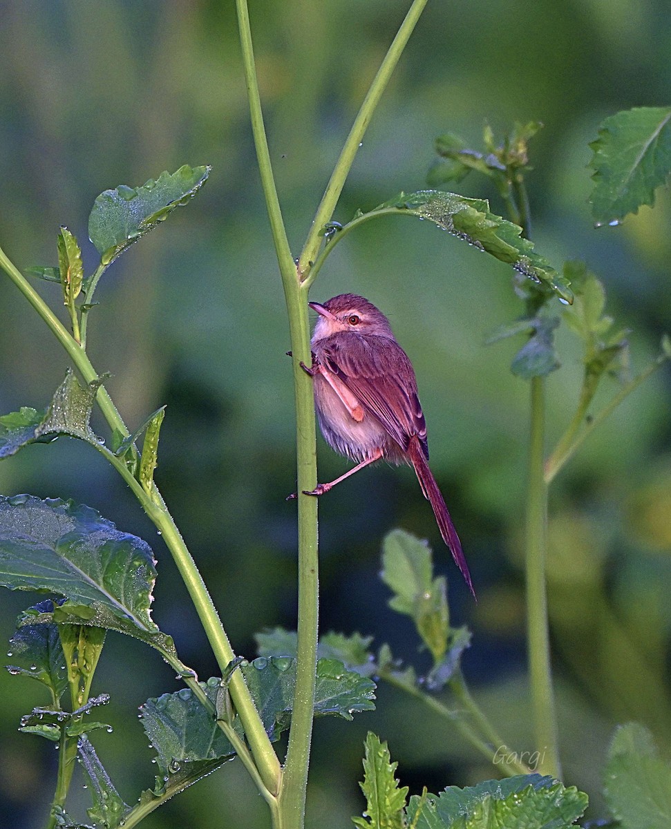 Plain Prinia - ML646170188
