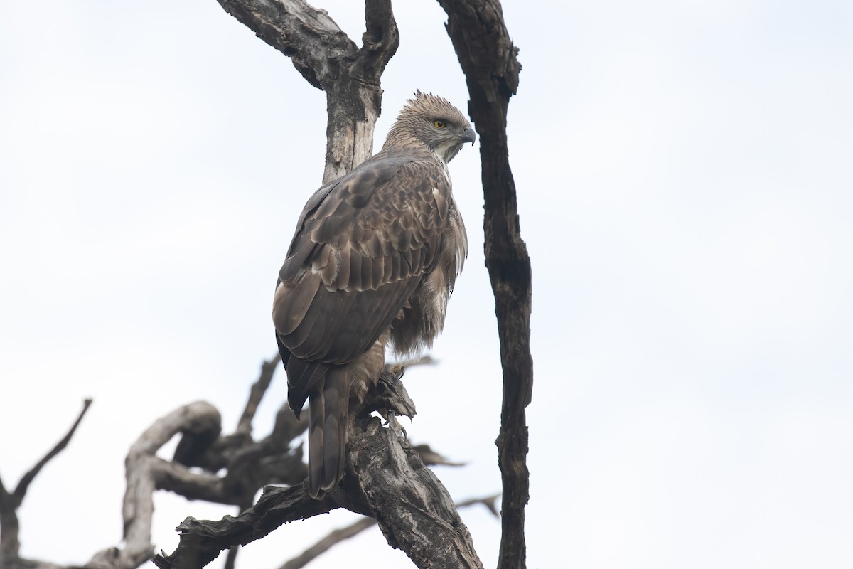 Changeable Hawk-Eagle - ML646170189