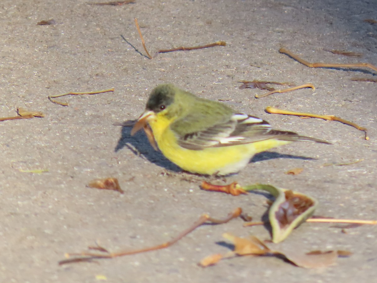 Lesser Goldfinch - ML646170192