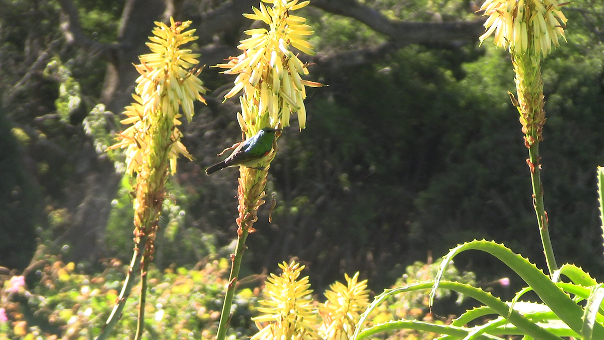 Southern Double-collared Sunbird - ML646170193