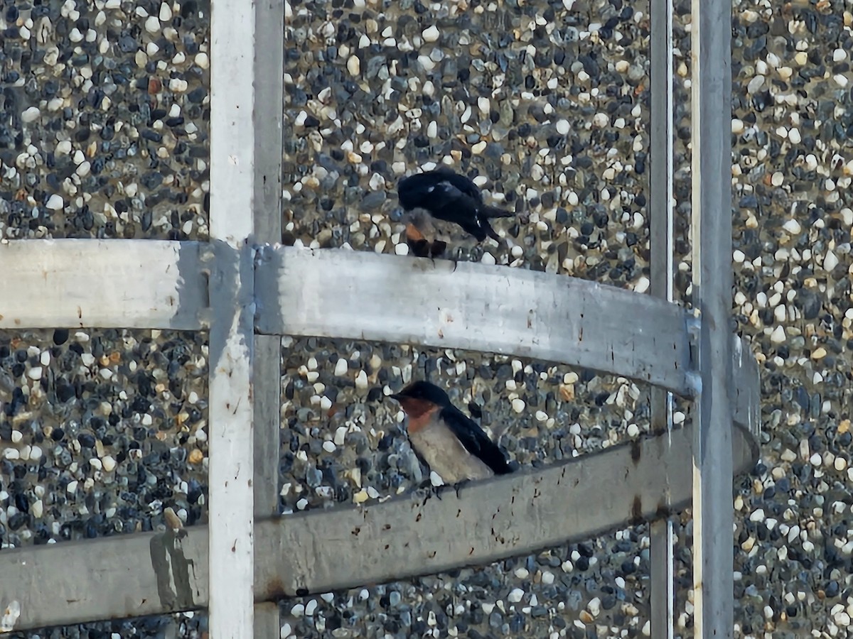 Pacific Swallow - ML646170194