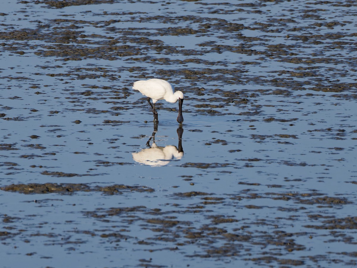 Black-faced Spoonbill - ML646170195