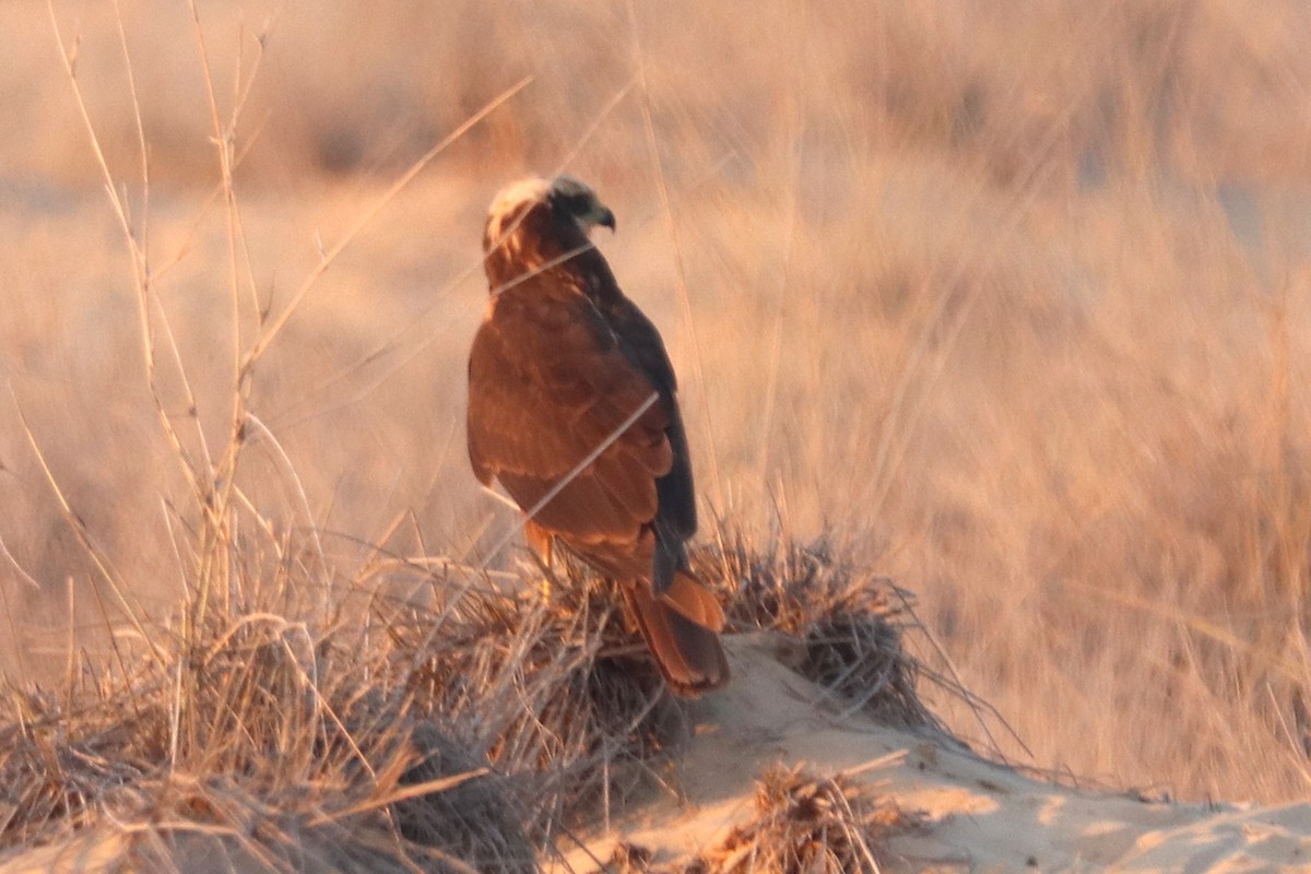 Western Marsh Harrier - ML646170197