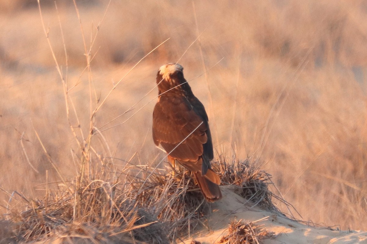Western Marsh Harrier - ML646170198