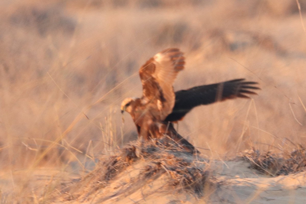 Western Marsh Harrier - ML646170199