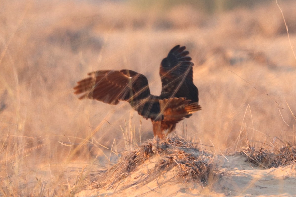 Western Marsh Harrier - ML646170200