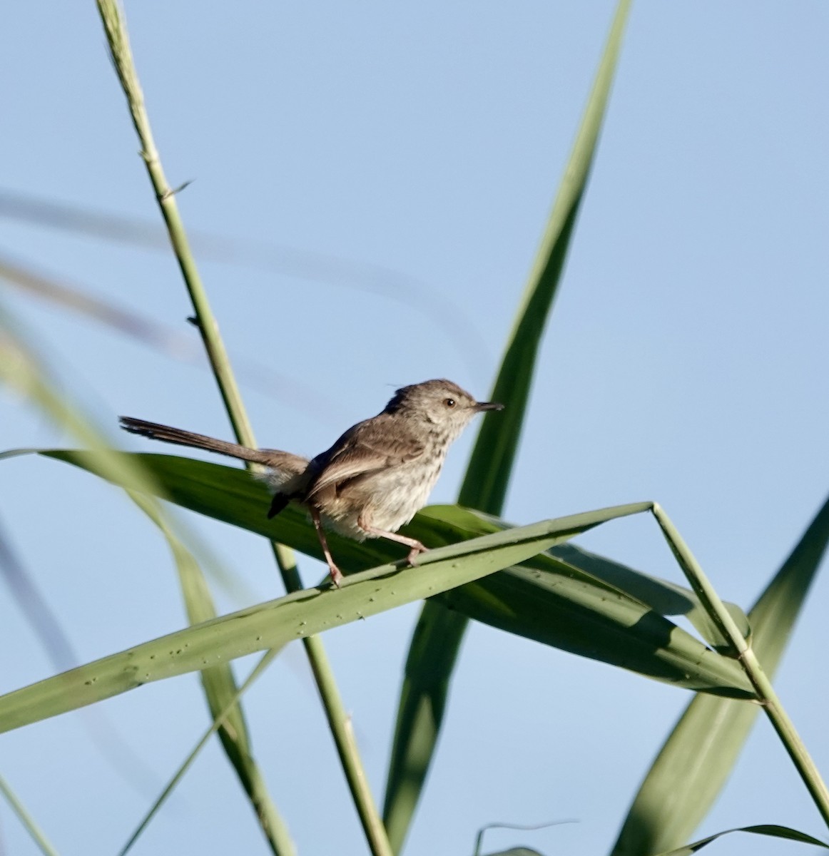 Prinia del Karoo - ML646170202