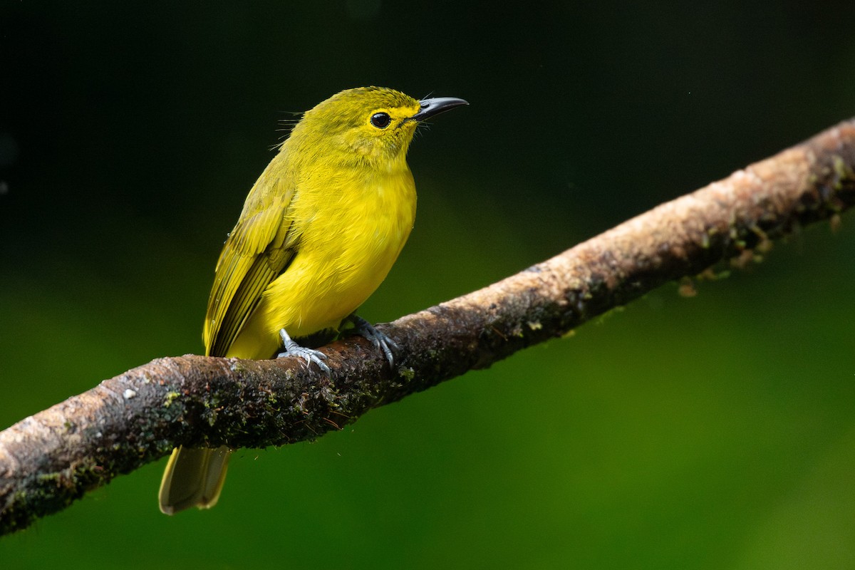 Yellow-browed Bulbul - ML646170203