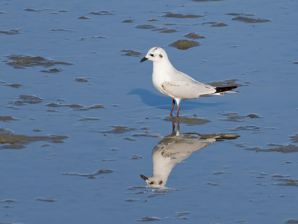 Saunders's Gull - ML646170204