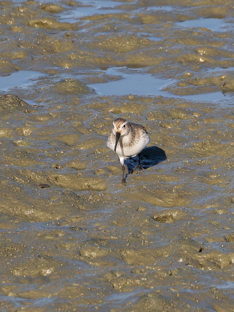 Correlimos Común - ML646170206