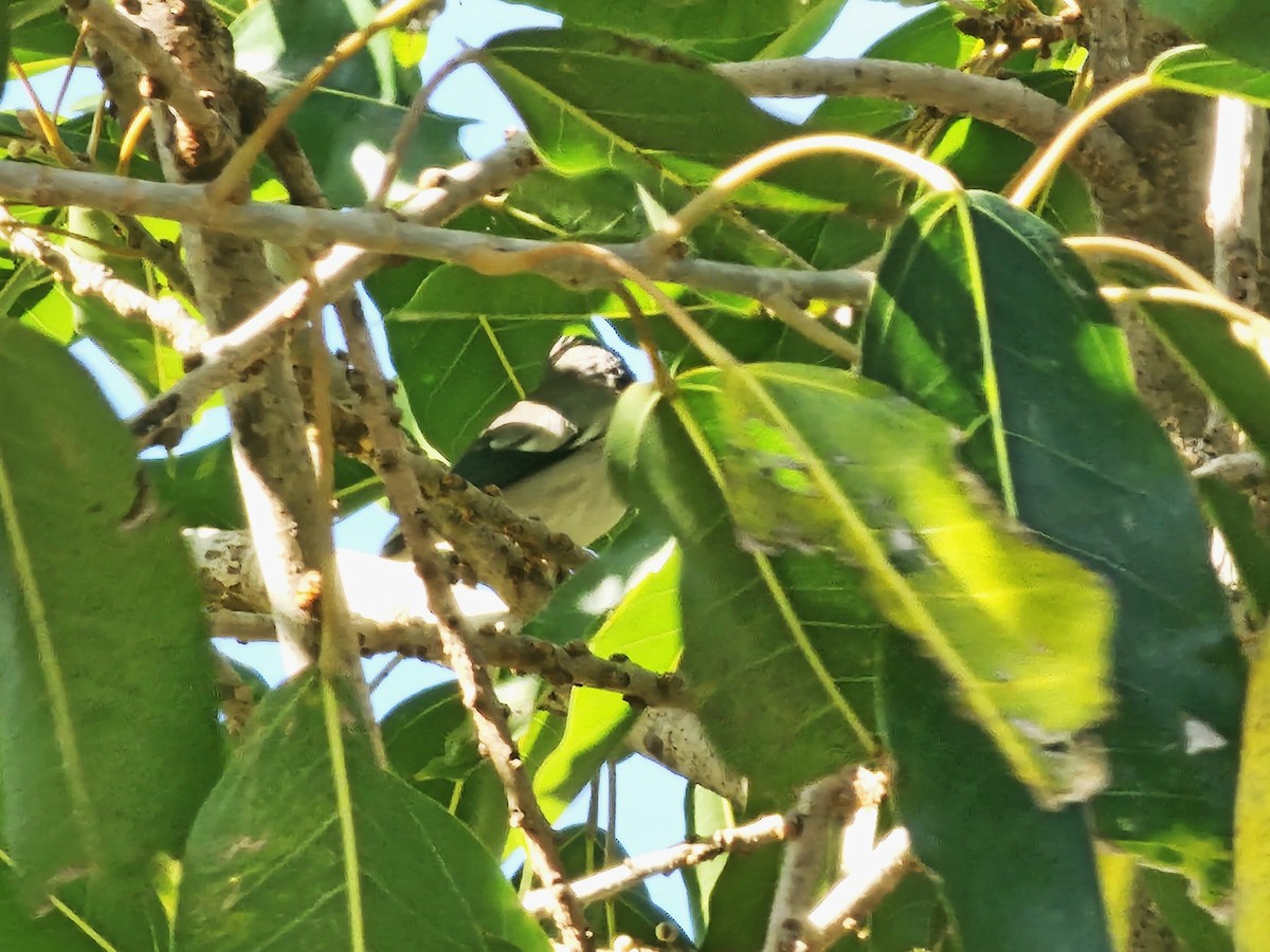 White-shouldered Starling - ML646170207