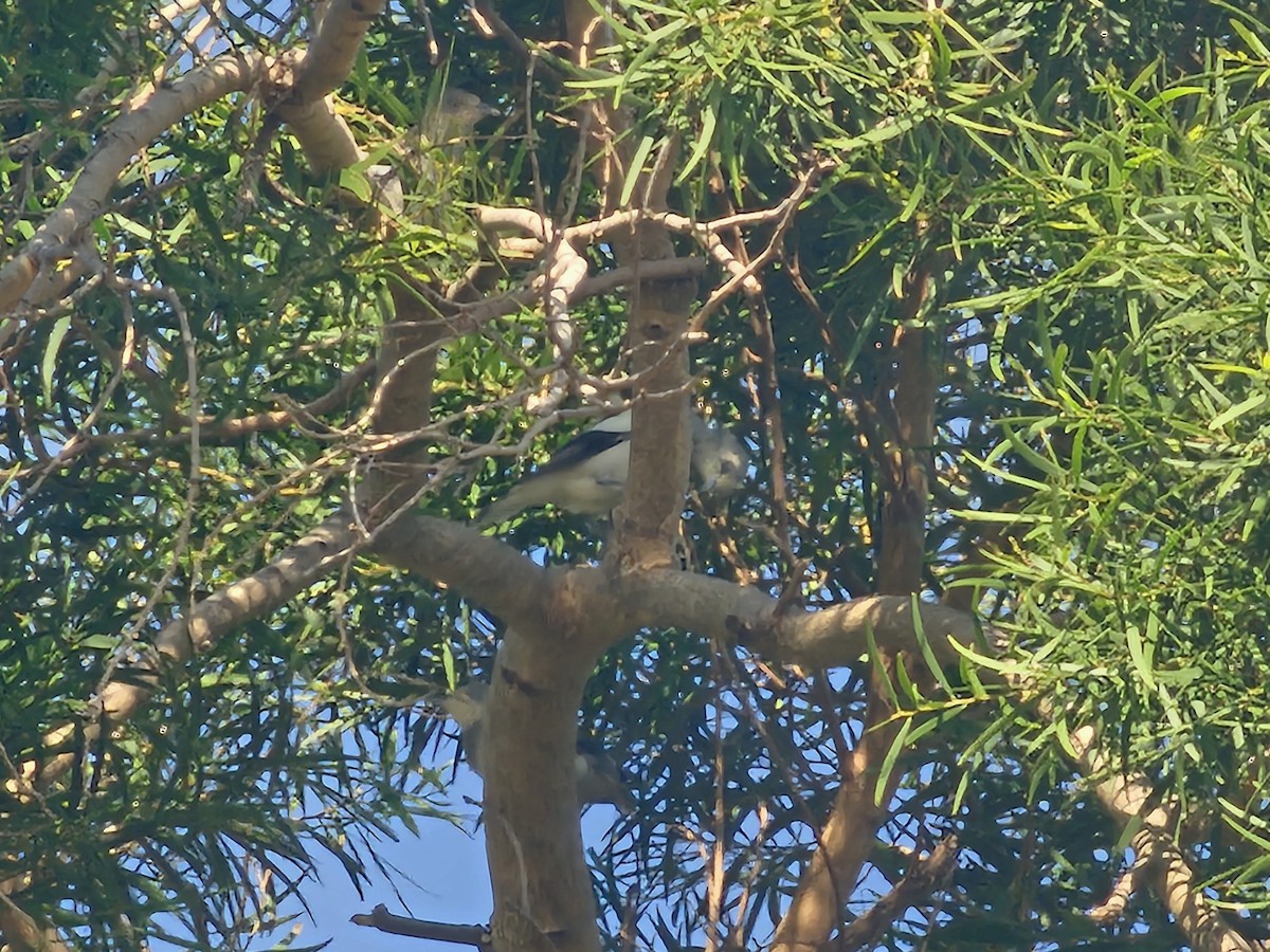White-shouldered Starling - ML646170208