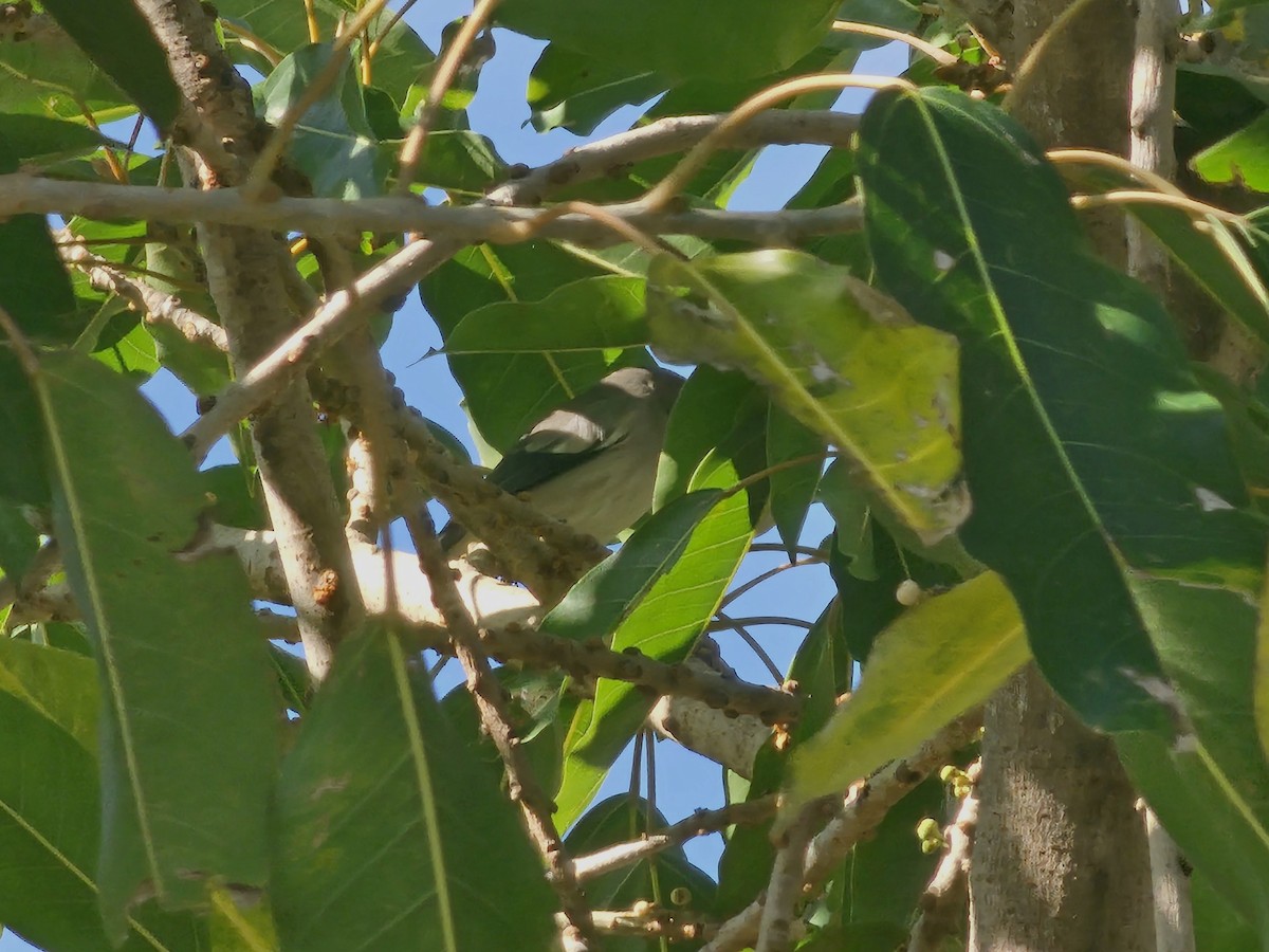 White-shouldered Starling - ML646170209