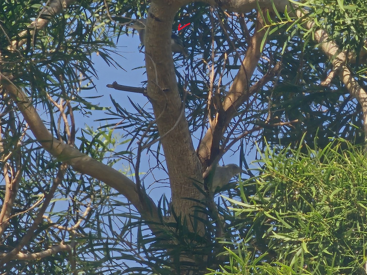 White-shouldered Starling - ML646170210