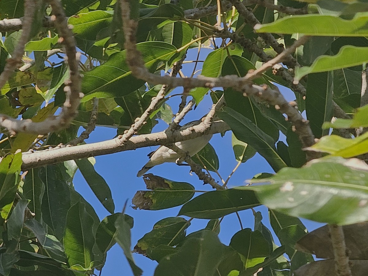White-shouldered Starling - ML646170211