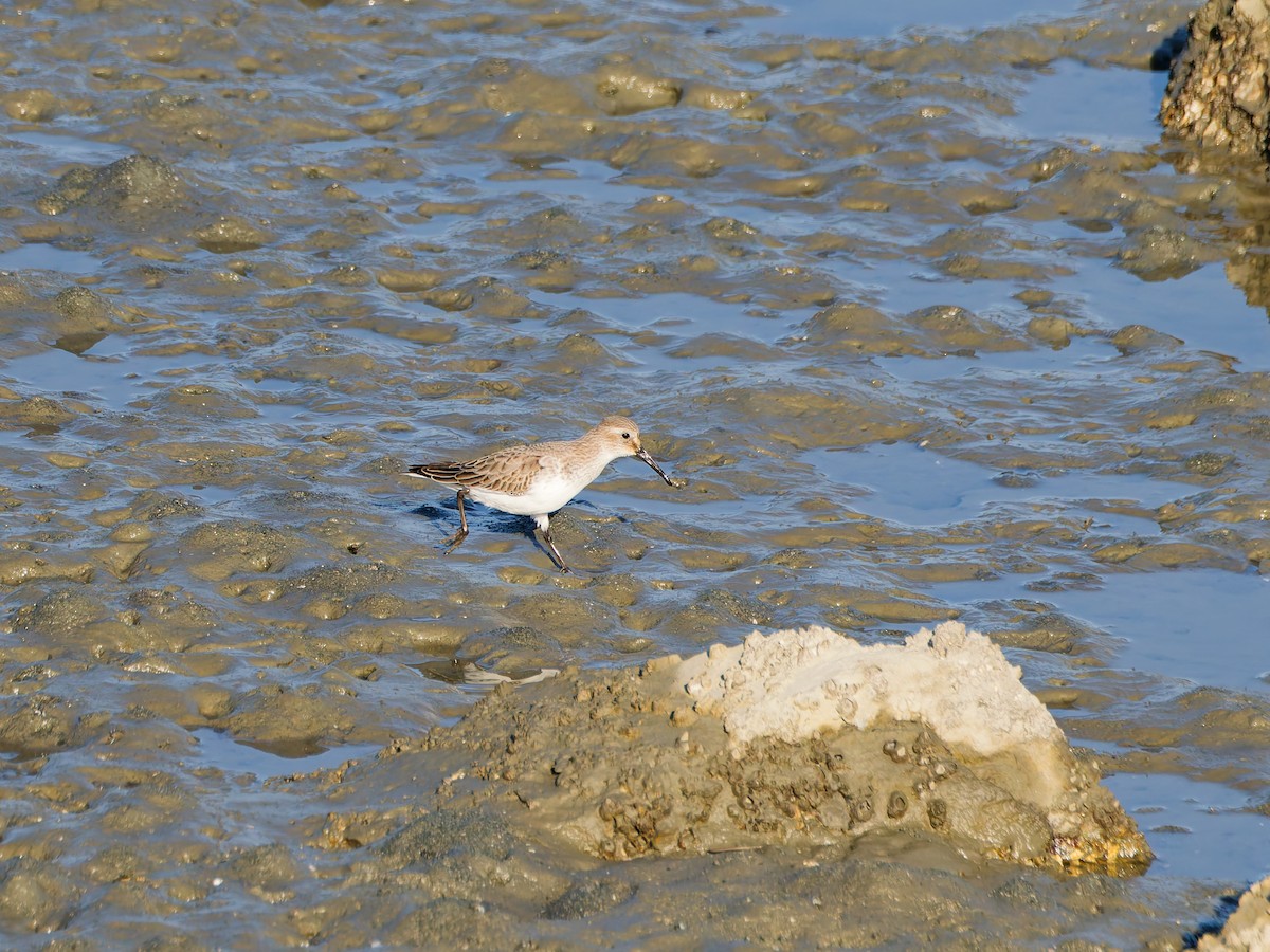 Dunlin - ML646170212