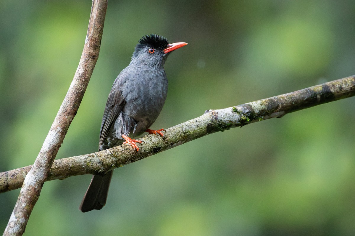 Square-tailed Bulbul (Sri Lanka) - ML646170213